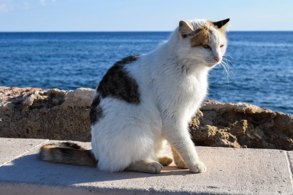 Emigreren Gran Canaria - 15 dingen die je echt moet weten over Gran Canaria - Straatkatten - Kat bij zee