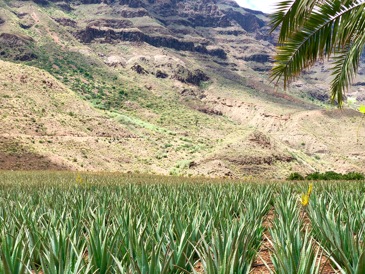 Emigreren Gran Canaria - Aloevera - Aloe Vera: lees alles over de Aloe Vera uit de Canarische Eilanden - Aloe Vera plantage Fataga Gran Canaria