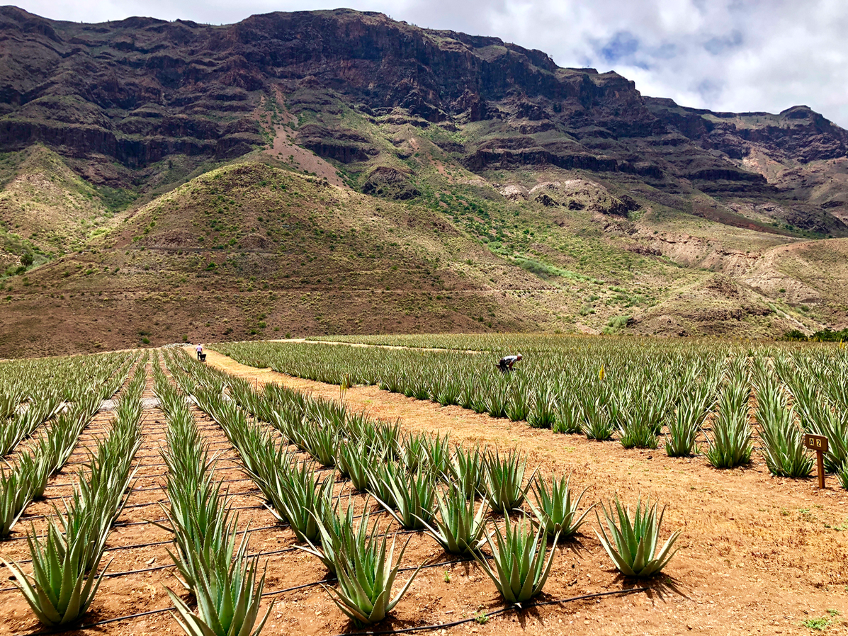 Emigreren Gran Canaria - Excursie tips - Bezoek een Aloe vera plantage op Gran Canaria - Bezoek een aloe vera plantage - Aloe vera plantage Fataga