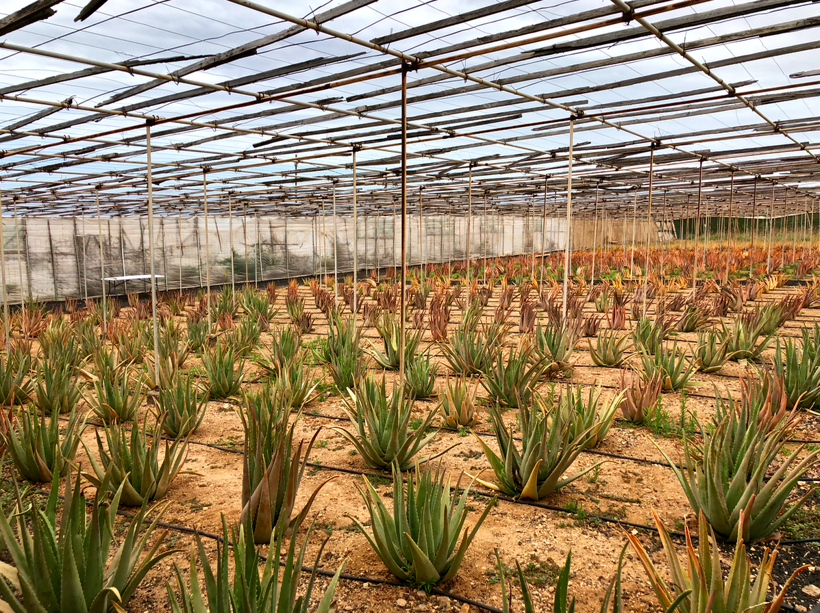 Excursie tips - Bezoek een Aloe vera plantage op Gran Canaria (GRATIS) - Aloe vera plantage Ingenio