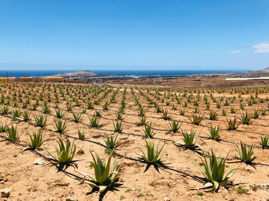 Jonge Aloe Vera plantjes op de Aloe Vera plantage in El Goro op Gran Canaria