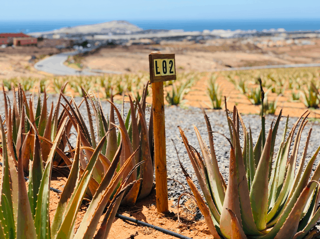 Nieuwe Aloe Vera plantage in El Goro op Gran Canaria