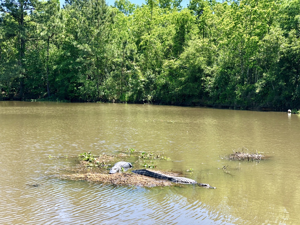 Alligators in de zon tijdens de Swamp tour in New Orleans