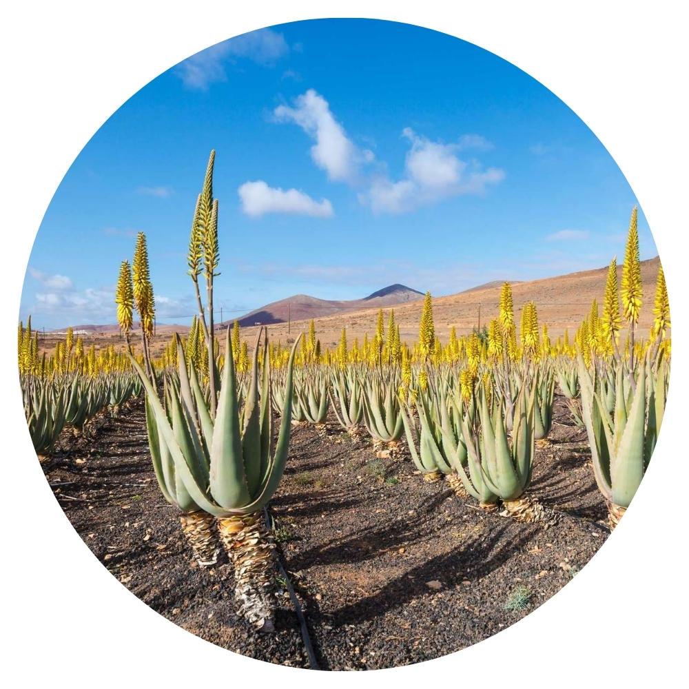 Aloe Vera plantage op Gran Canaria