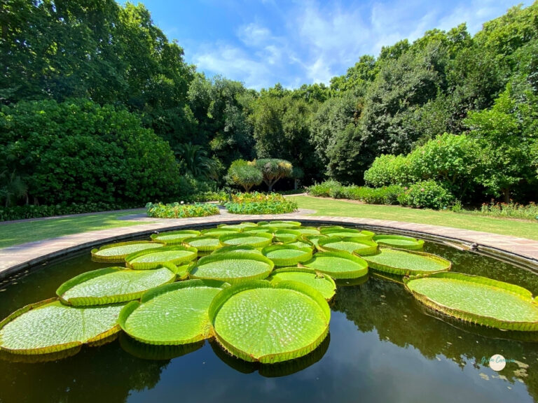 Botanische tuin in Málaga 150 jaar historie Emigreren Gran Canaria